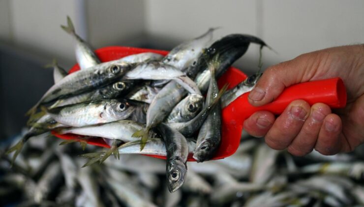 Fiyatı en fazla artan ve düşen ürünler belli oldu