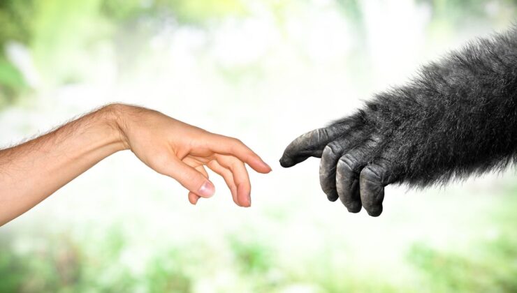 Hominin Vs. Hominid: Fark Nedir?