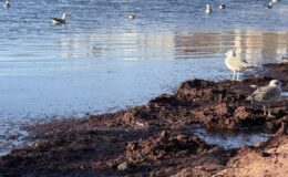 Tekirdağ’da lodos nedeniyle sahilde kırmızı yosun birikti