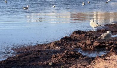 Tekirdağ’da lodos nedeniyle sahilde kırmızı yosun birikti