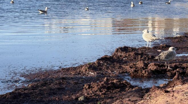 Tekirdağ’da lodos nedeniyle sahilde kırmızı yosun birikti