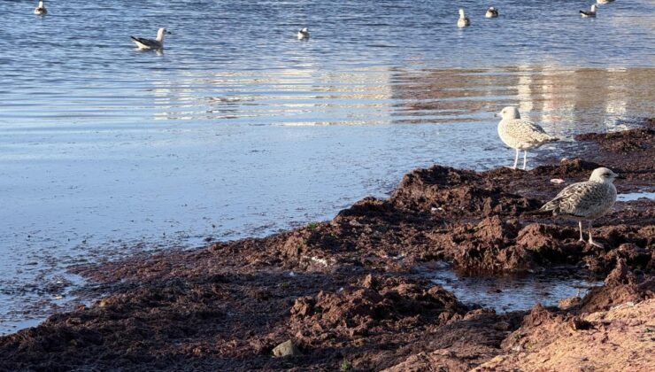 Tekirdağ’da lodos nedeniyle sahilde kırmızı yosun birikti