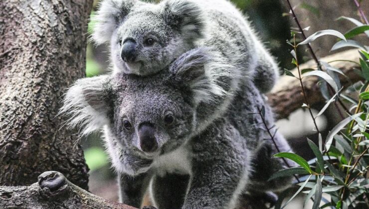 Avustralya’da koala nüfusu krizi: Ekosistemin kapasitesini aşabilir