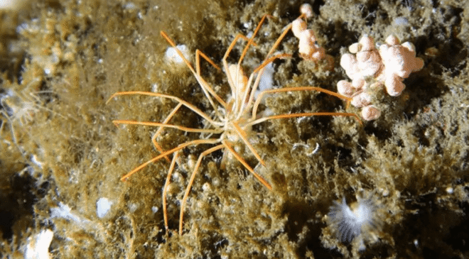 Dünyanın En Büyük Deniz Örümceğinin Bebekleri Nasıl Çözdüğüne İlişkin 140 Yıllık Gizem