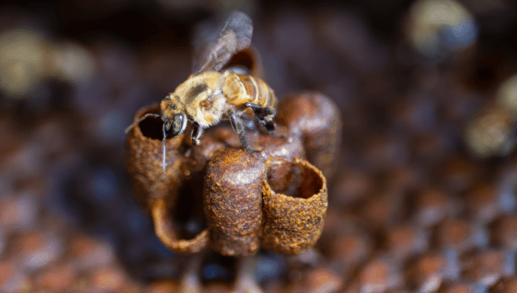 İlk Kez Bir Böceğe Yasal Haklar Kazanıldı