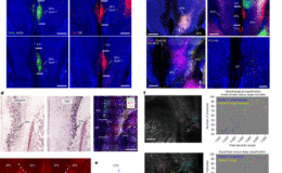 Fare visseromotor korteksinin sinir ağları