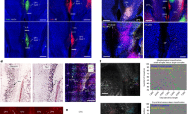 Fare visseromotor korteksinin sinir ağları