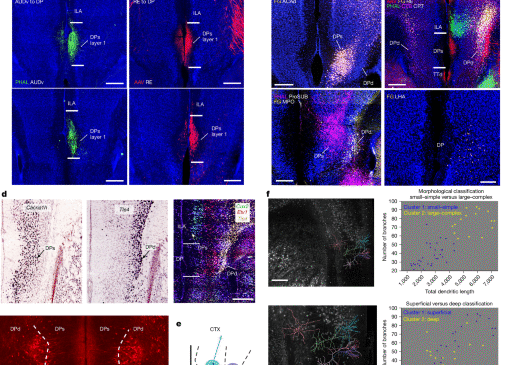 Fare visseromotor korteksinin sinir ağları