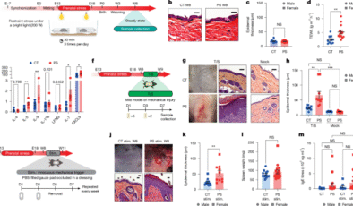 Anne stresi, fetal mast hücre programlaması yoluyla erken yaşam egzamasını tetikler