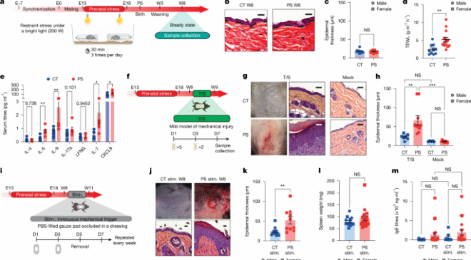 Anne stresi, fetal mast hücre programlaması yoluyla erken yaşam egzamasını tetikler