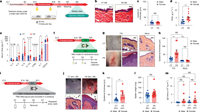Anne stresi, fetal mast hücre programlaması yoluyla erken yaşam egzamasını tetikler