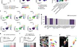 Mekanik sınırlama melanomda fenotipik plastisiteyi yönetir