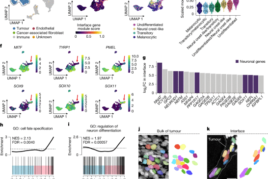 Mekanik sınırlama melanomda fenotipik plastisiteyi yönetir