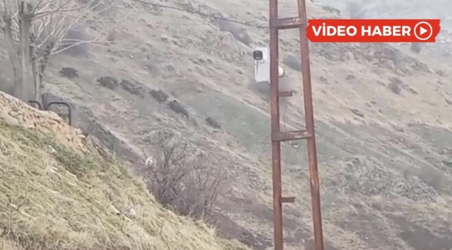 Domuzlar Diyarbakır’a indi