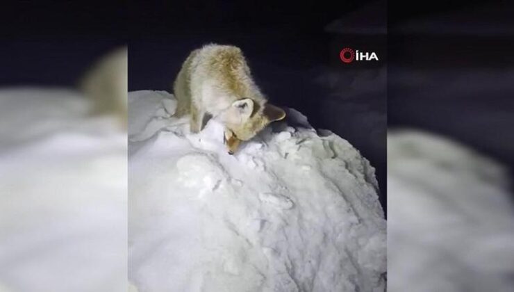 Dondurucu gecenin acı tablosu… Yiyecek arayışındaki tilki böyle bulundu – Günün Haberleri CNN Türk | Video