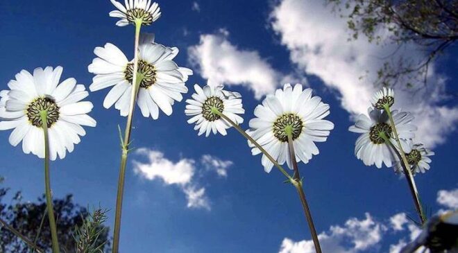 CEMRE DÜŞMESİ TARİHLERİ 2026: Havaya, toprağa ve suya ne zaman cemre düşecek? Cemre düşmesi nedir, ne anlama geliyor?