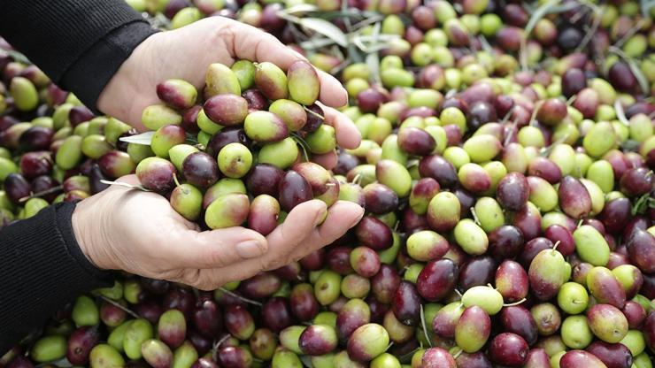 Milas Çekişke zeytinine AB tescili yolda – Son Dakika Flaş Haberler