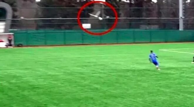 Maç esnasında top çarpan martıya kalp masajı! – Son Dakika Haberleri CNN Türk | Video