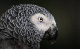 Kendi TED Konuşmasına Sahip, Ünlü Afrika Gri Papağanı Einstein, 38 Yaşında Öldü