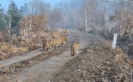 Nesli Tükenmekte Olan 5 Yavrulu Anne Kaplanın Dünyadaki İlk Sevimli Görüntüsü, Büyük Koruma Kazanımına İşaret Ediyor