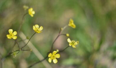 Cemre düşüyor, bahar yaklaşıyor