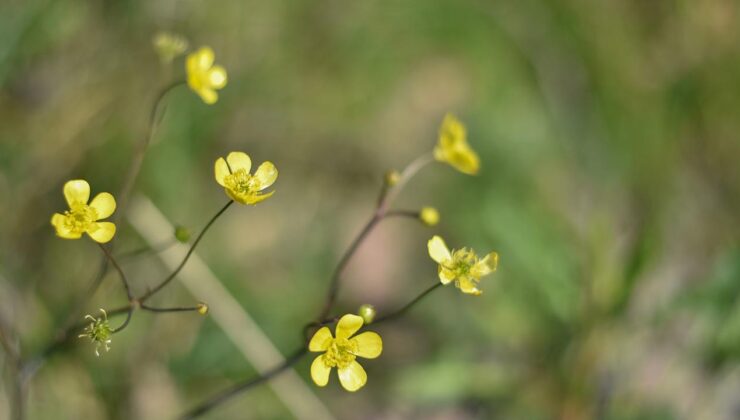 Cemre düşüyor, bahar yaklaşıyor