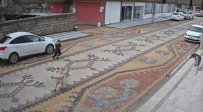 Başıboş sokak köpeğinin saldırdığı çocuğu esnaf kurtardı