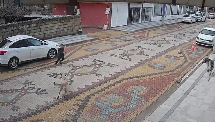 Başıboş sokak köpeğinin saldırdığı çocuğu esnaf kurtardı