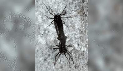 Antarktika’daki Tek Böcekler Zaten Mikroplastik Yiyor