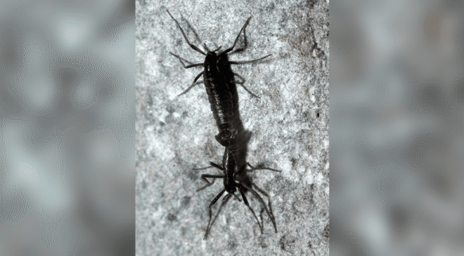 Antarktika’daki Tek Böcekler Zaten Mikroplastik Yiyor