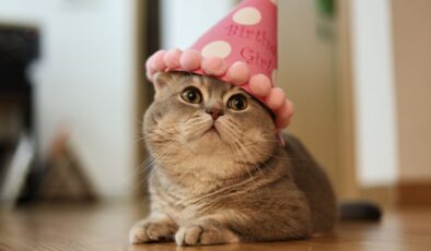 Doğum günün kutlu olsun, Flossie! Dünyanın Yaşayan En Yaşlı Kedisi 30 Yaşına Girdi