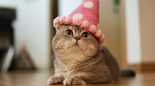 Doğum günün kutlu olsun, Flossie! Dünyanın Yaşayan En Yaşlı Kedisi 30 Yaşına Girdi