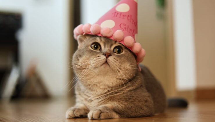 Doğum günün kutlu olsun, Flossie! Dünyanın Yaşayan En Yaşlı Kedisi 30 Yaşına Girdi