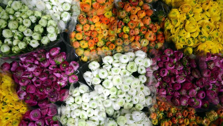 Türkiye’den 83 ülkeye 160 milyon dolarlık çiçek ihracatı