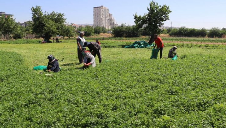 IPARD-III programında 214 projeye 1,7 milyar lira hibe