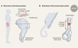 Pelvis insanın iki ayaklılığına imkan verecek şekilde nasıl gelişti?
