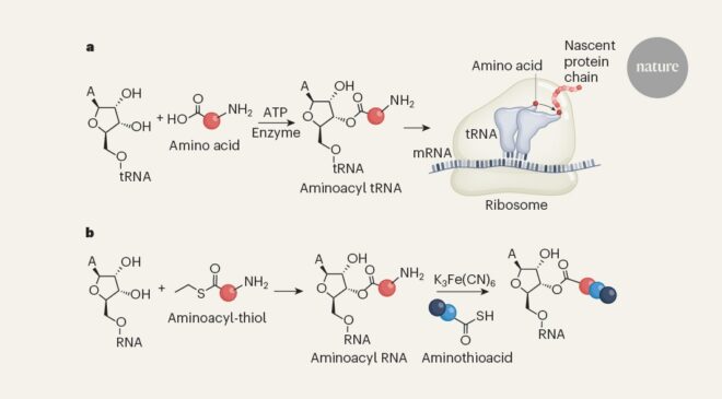 Yaşamın kökenleri: Peptit sentezinin kilidini açabilecek moleküller