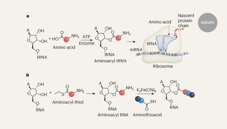 Yaşamın kökenleri: Peptit sentezinin kilidini açabilecek moleküller