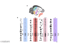 Ağaç fareleri dünyayı nasıl görüyor?