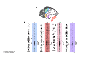 Ağaç fareleri dünyayı nasıl görüyor?