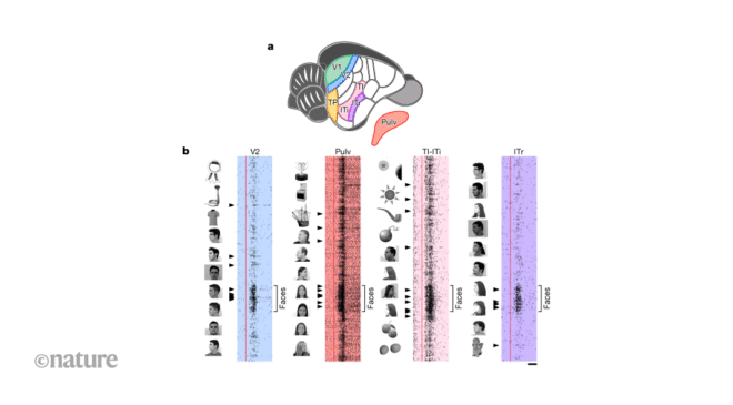 Ağaç fareleri dünyayı nasıl görüyor?
