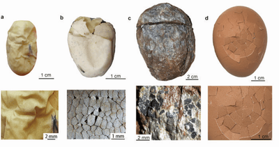 Dinozor Yumurtaları Sürüngenler Gibi Yumuşak mıydı, Yoksa Kuşlar Gibi Sert miydi?