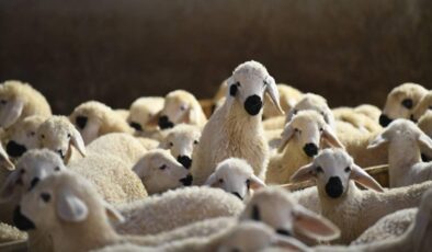 Aksaray’da küçükbaş hayvancılığa finansman desteği