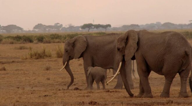 Fillerin hortumundaki bıyıkların dokunma duyusunda kilit rol oynadığı belirlendi