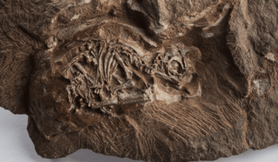 Birkaç Yumurtayı Kırmadan Dinozor Embriyolarını Nasıl İncelersiniz? Açıkçası Onları Parçacık Hızlandırıcıya Götürün