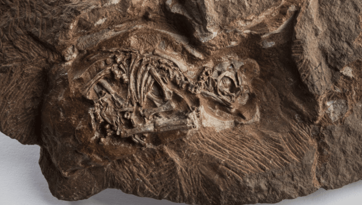 Birkaç Yumurtayı Kırmadan Dinozor Embriyolarını Nasıl İncelersiniz? Açıkçası Onları Parçacık Hızlandırıcıya Götürün