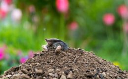 Dehnel Fenomeni: Bazı Türler Kışın Hayatta Kalmak İçin Kemiklerini ve Beyinlerini Nasıl Yüzde 20 Küçültebiliyor?