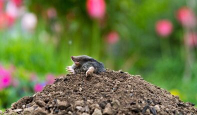 Dehnel Fenomeni: Bazı Türler Kışın Hayatta Kalmak İçin Kemiklerini ve Beyinlerini Nasıl Yüzde 20 Küçültebiliyor?