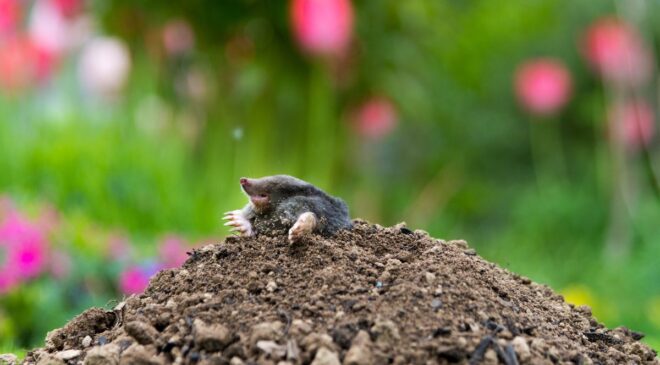 Dehnel Fenomeni: Bazı Türler Kışın Hayatta Kalmak İçin Kemiklerini ve Beyinlerini Nasıl Yüzde 20 Küçültebiliyor?