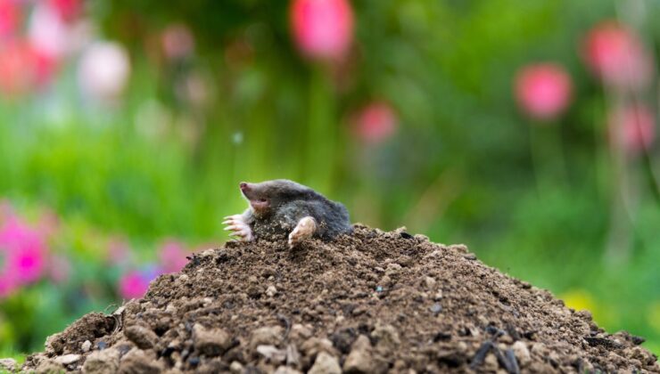 Dehnel Fenomeni: Bazı Türler Kışın Hayatta Kalmak İçin Kemiklerini ve Beyinlerini Nasıl Yüzde 20 Küçültebiliyor?